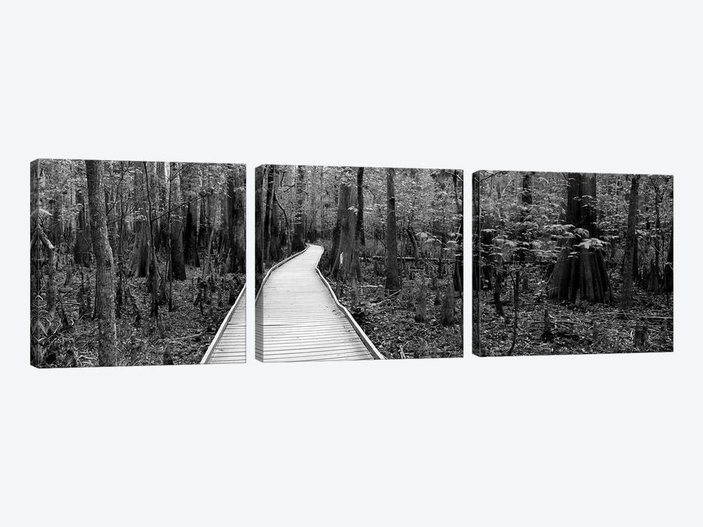 Boardwalk Passing Through A Forest, Congaree National Park, South Carolina, USA by Panoramic Images 3-piece Canvas Artwork
