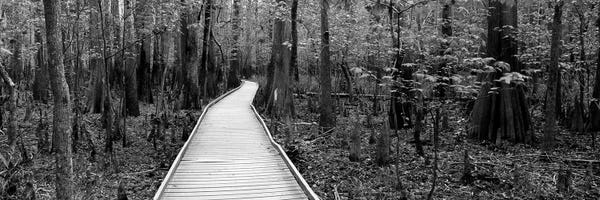 South Carolina: Boardwalk Passing Through A Forest, Congaree National Park, South Carolina, USA by Panoramic Images