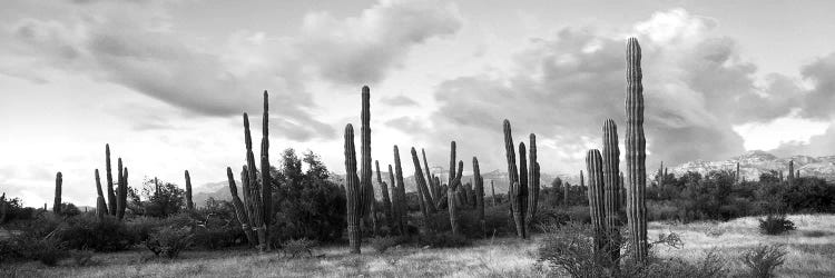 Cardon Cactus Plants In A Forest, Loreto, Baja California Sur, Mexico