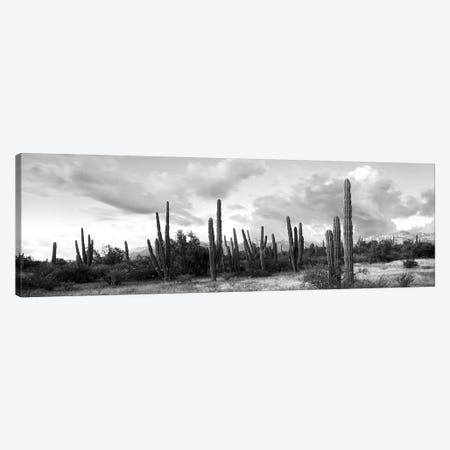 Cardon Cactus Plants In A Forest, Loreto, Baja California Sur, Mexico Canvas Print #PIM15106} by Panoramic Images Canvas Art