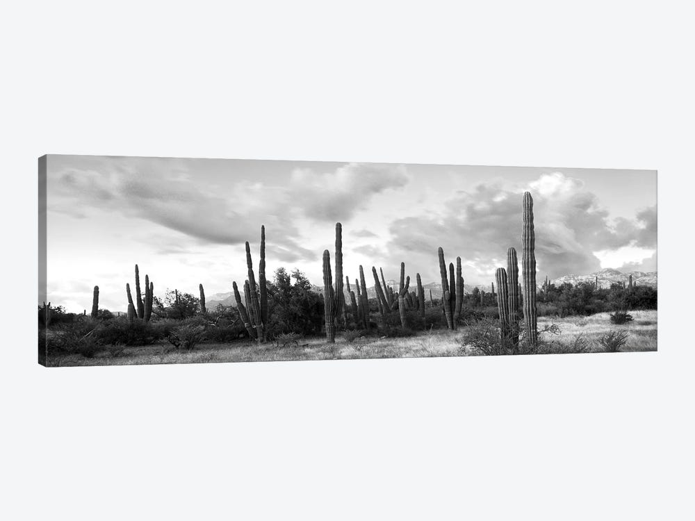 Cardon Cactus Plants In A Forest, Loreto, Baja California Sur, Mexico by Panoramic Images 1-piece Art Print