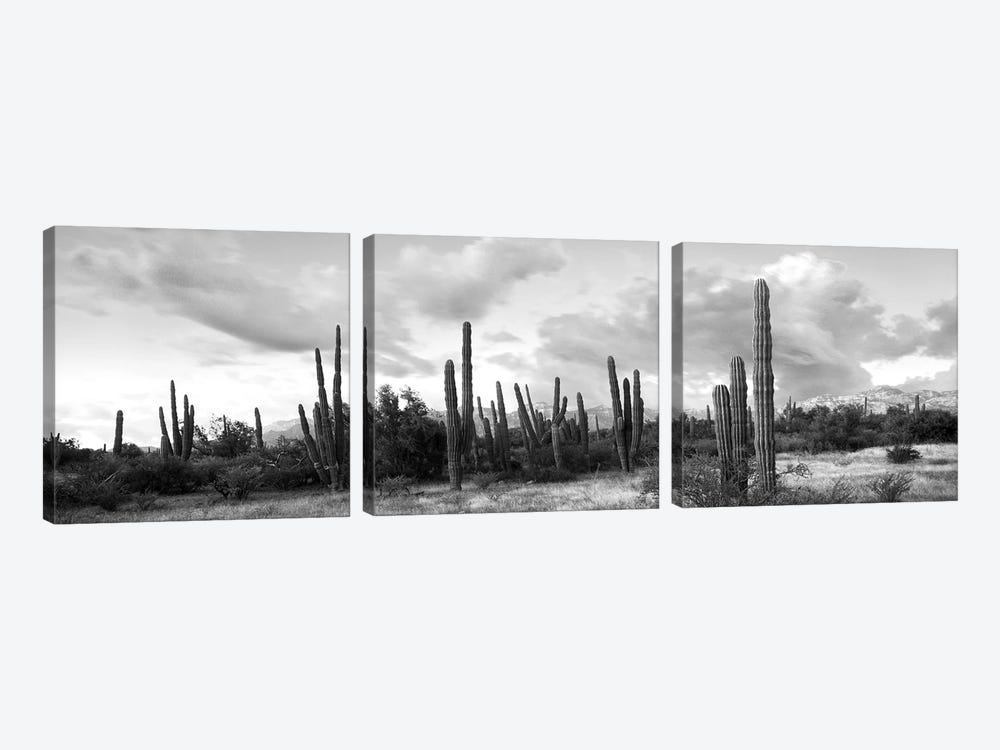 Cardon Cactus Plants In A Forest, Loreto, Baja California Sur, Mexico by Panoramic Images 3-piece Art Print