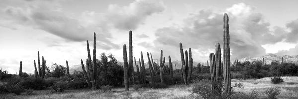Succulents: Cardon Cactus Plants In A Forest, Loreto, Baja California Sur, Mexico by Panoramic Images