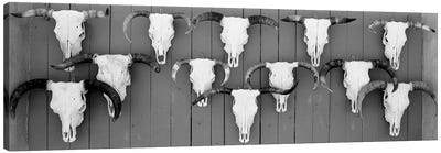 Cow Skulls Hanging On Planks, Taos, New Mexico, USA Canvas Art Print
