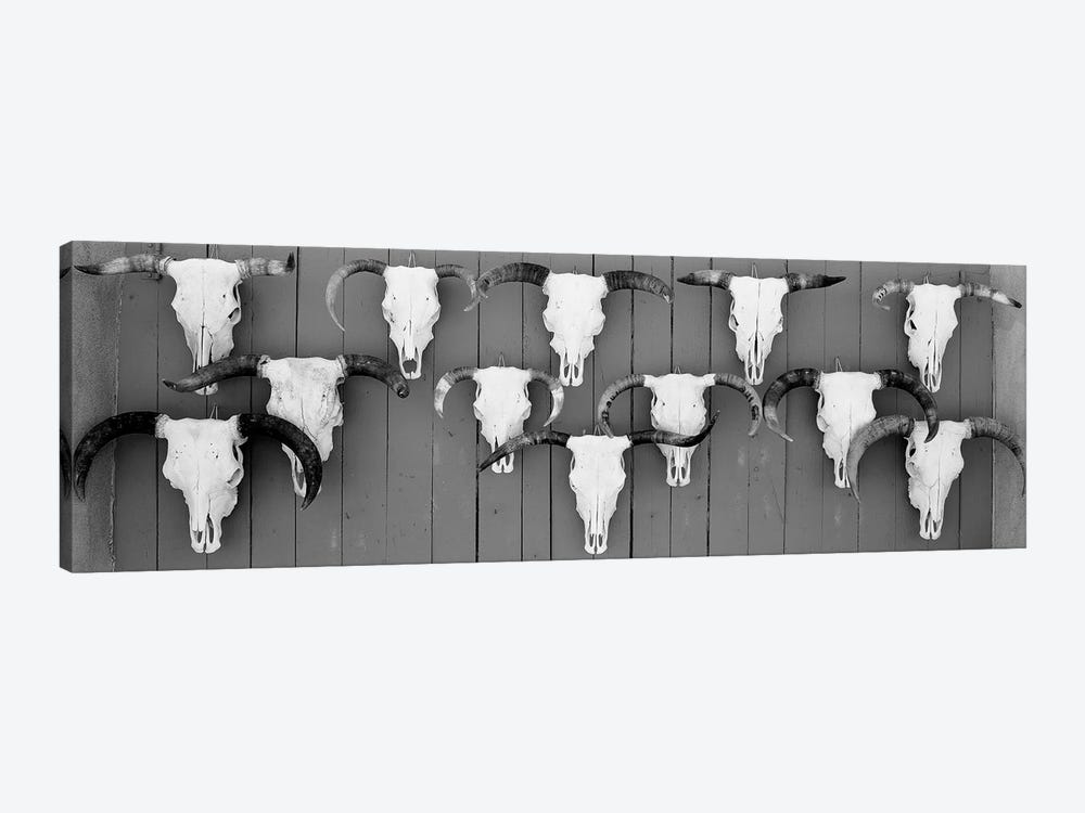 Cow Skulls Hanging On Planks, Taos, New Mexico, USA by Panoramic Images 1-piece Art Print