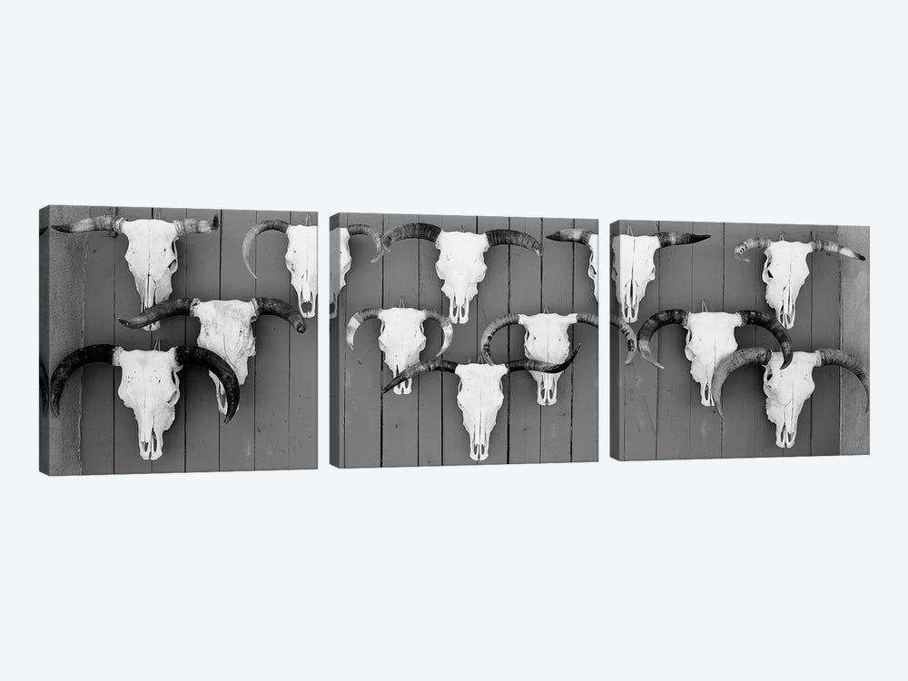 Cow Skulls Hanging On Planks, Taos, New Mexico, USA by Panoramic Images 3-piece Art Print