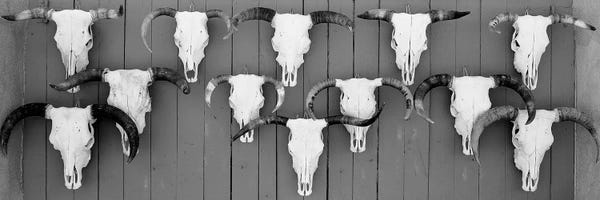 Taos: Cow Skulls Hanging On Planks, Taos, New Mexico, USA by Panoramic Images