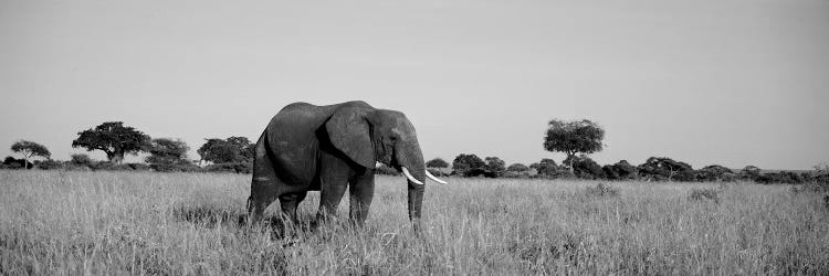 Elephant Tarangire Tanzania Africa