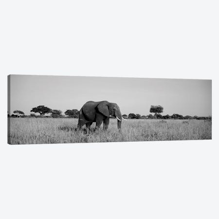 Elephant Tarangire Tanzania Africa Canvas Print #PIM15125} by Panoramic Images Canvas Art