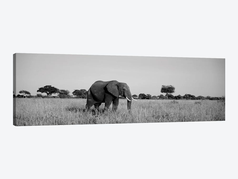 Elephant Tarangire Tanzania Africa by Panoramic Images 1-piece Canvas Art