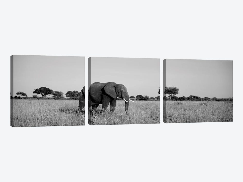 Elephant Tarangire Tanzania Africa by Panoramic Images 3-piece Canvas Artwork