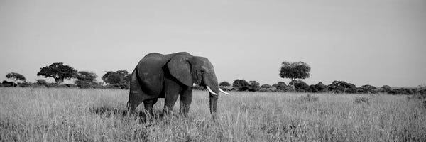 Elephant Tarangire Tanzania Africa
