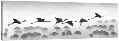 Flamingos Landing, Kenya Canvas Art Print - Kenya