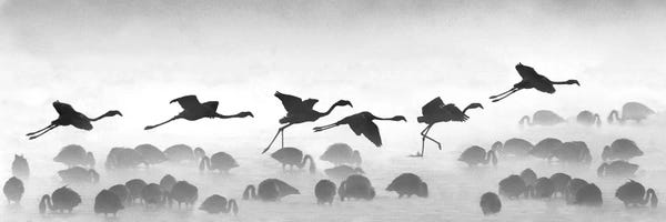 Flamingos: Flamingos Landing, Kenya by Panoramic Images