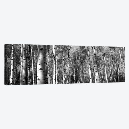 Forest, Grand Teton National Park, Teton County, Wyoming, USA Canvas Print #PIM15132} by Panoramic Images Canvas Wall Art