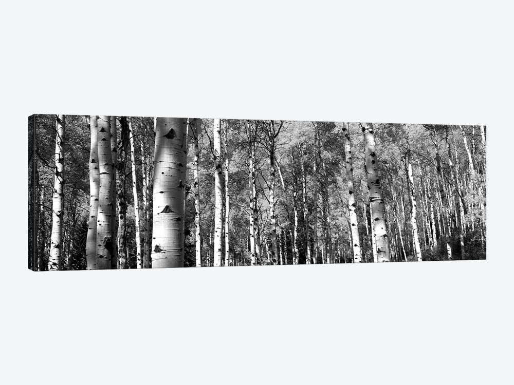 Forest, Grand Teton National Park, Teton County, Wyoming, USA by Panoramic Images 1-piece Canvas Wall Art