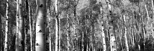 Grand Teton National Park: Forest, Grand Teton National Park, Teton County, Wyoming, USA by Panoramic Images