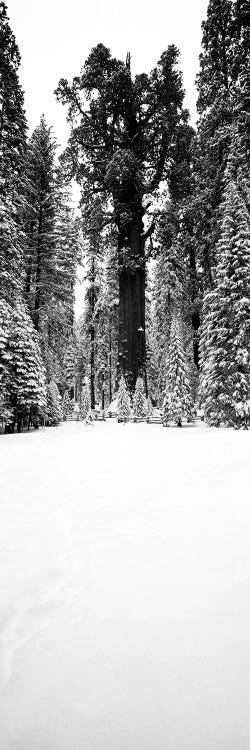 General Sherman Trees In A Snow Covered Landscape, Sequoia National Park, California, USA