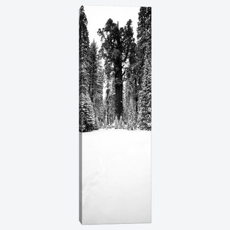 General Sherman Trees In A Snow Covered Landscape, Sequoia National Park, California, USA Canvas Print #PIM15134} by Panoramic Images Art Print