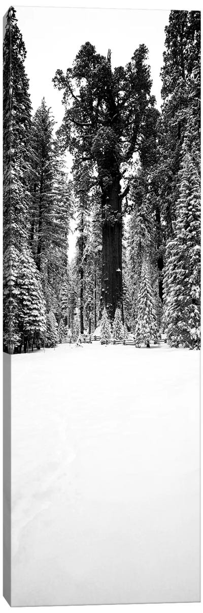 General Sherman Trees In A Snow Covered Landscape, Sequoia National Park, California, USA Canvas Art Print - Sequoia National Park Art