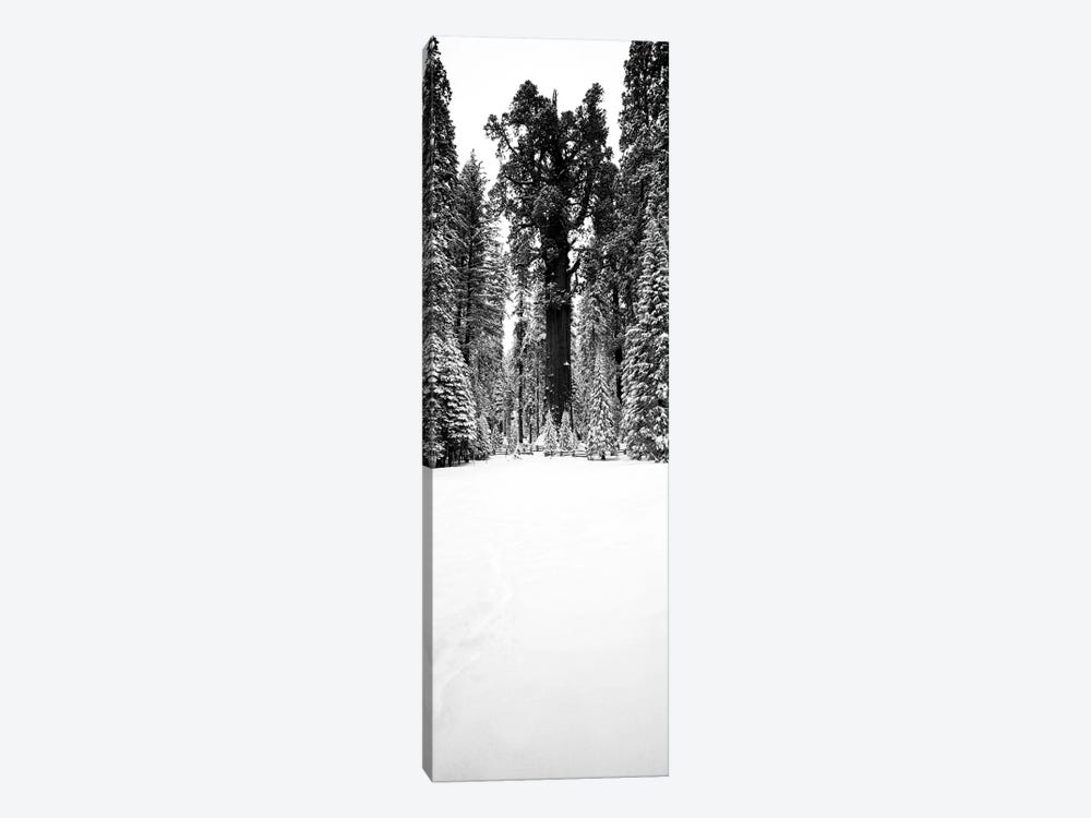 General Sherman Trees In A Snow Covered Landscape, Sequoia National Park, California, USA by Panoramic Images 1-piece Canvas Artwork