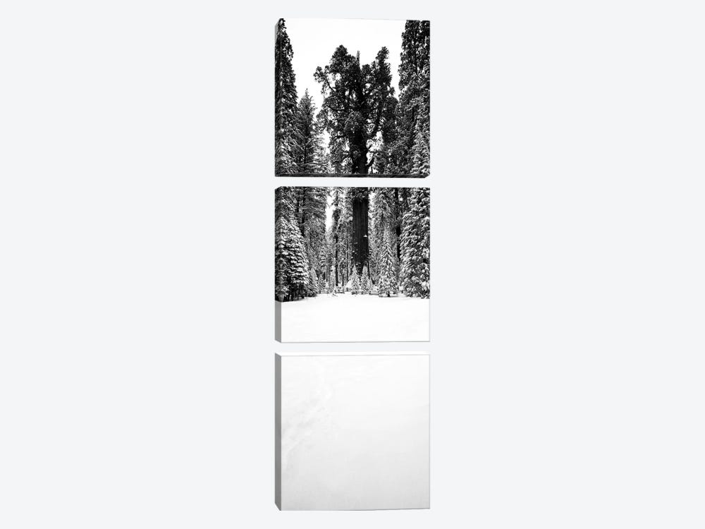 General Sherman Trees In A Snow Covered Landscape, Sequoia National Park, California, USA by Panoramic Images 3-piece Canvas Wall Art
