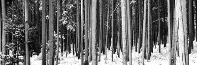Lodgepole Pines And Snow Grand Teton National Park, WY by Panoramic Images multi panel art