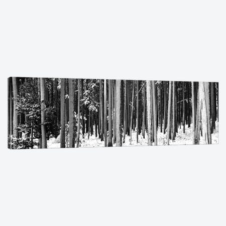 Lodgepole Pines And Snow Grand Teton National Park, WY Canvas Print #PIM15170} by Panoramic Images Canvas Art