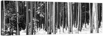 Lodgepole Pines And Snow Grand Teton National Park, WY Canvas Art Print - Pine Tree Art