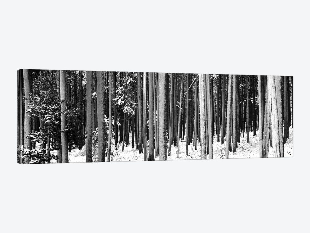 Lodgepole Pines And Snow Grand Teton National Park, WY by Panoramic Images 1-piece Canvas Art