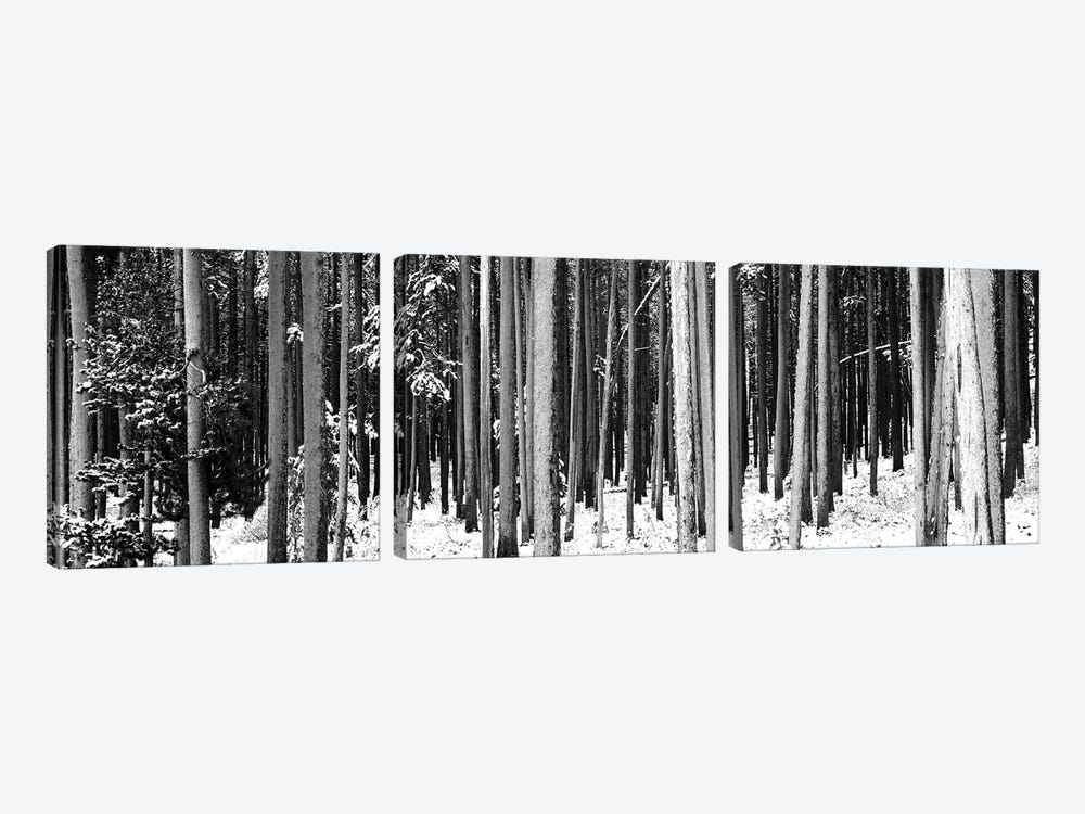 Lodgepole Pines And Snow Grand Teton National Park, WY 3-piece Canvas Artwork