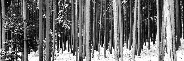 Pine Trees: Lodgepole Pines And Snow Grand Teton National Park, WY by Panoramic Images