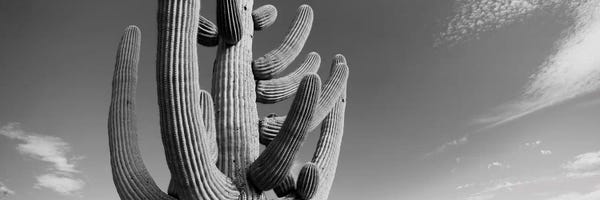Cacti: Low-Angle View Of A Saguaro Cactus (Carnegiea Gigantea), Saguaro National Park, Tucson, Pima County, Arizona, USA by Panoramic Images