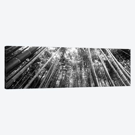 Low-Angle View Of Bamboo Trees, Arashiyama, Kyoto Prefecture, Kinki Region, Honshu, Japan Canvas Print #PIM15176} by Panoramic Images Art Print