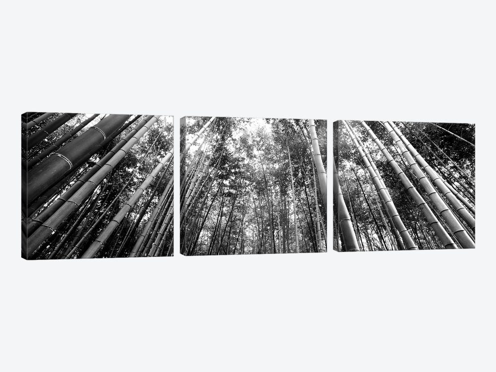 Low-Angle View Of Bamboo Trees, Arashiyama, Kyoto Prefecture, Kinki Region, Honshu, Japan by Panoramic Images 3-piece Canvas Art
