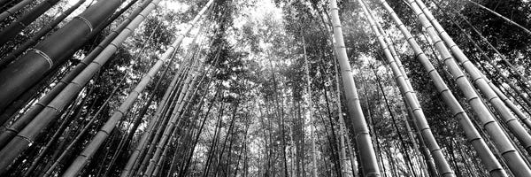 Natural Wonders: Low-Angle View Of Bamboo Trees, Arashiyama, Kyoto Prefecture, Kinki Region, Honshu, Japan by Panoramic Images