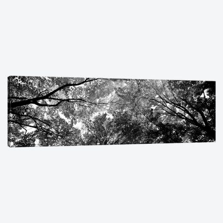 Low-Angle View Of Trees Canvas Print #PIM15186} by Panoramic Images Canvas Artwork