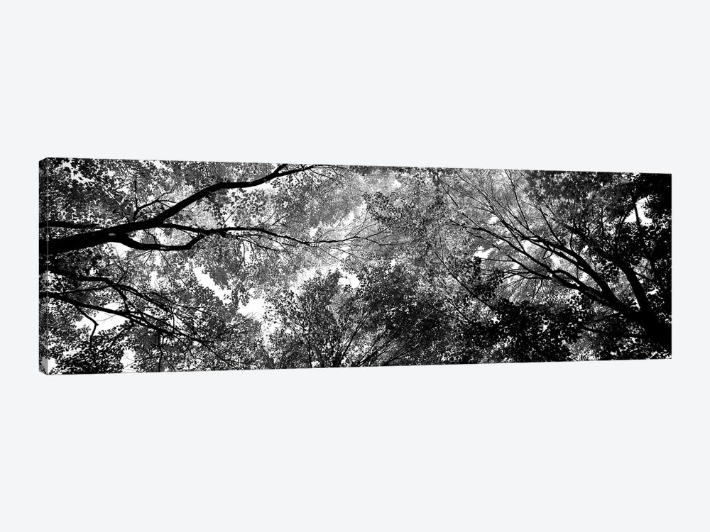 Low-Angle View Of Trees by Panoramic Images 1-piece Art Print