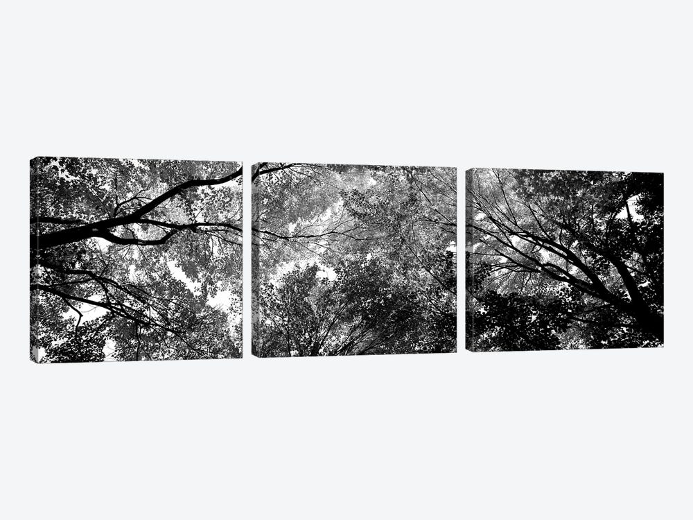 Low-Angle View Of Trees by Panoramic Images 3-piece Canvas Print