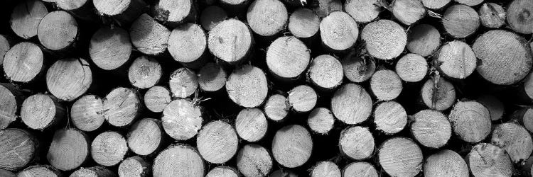 Marked Wood In A Timber Industry, Black Forest, Germany