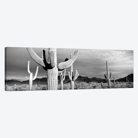 Organ Pipe National Monument, Arizona, USA Canvas Print #PIM15199} by Panoramic Images Canvas Art