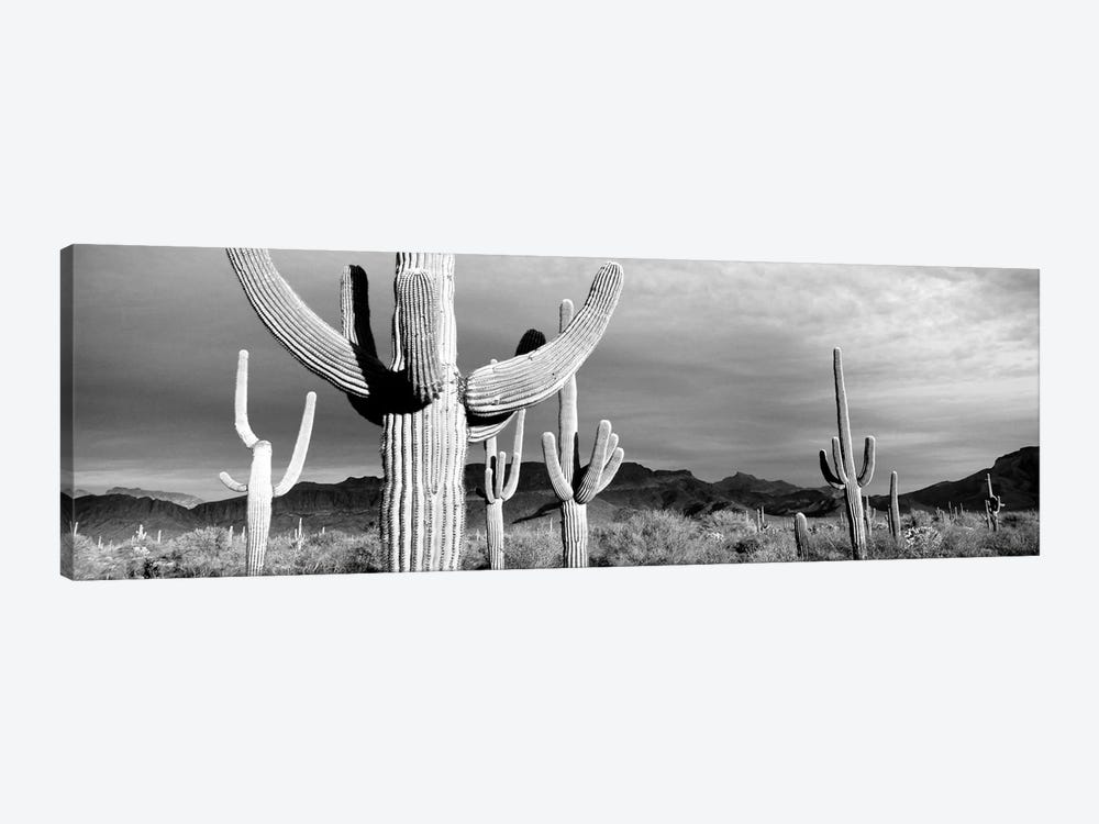 Organ Pipe National Monument, Arizona, USA by Panoramic Images 1-piece Canvas Print