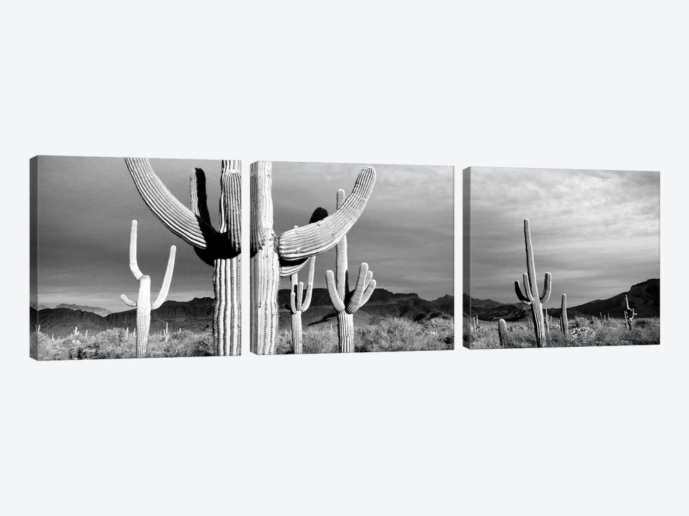 Organ Pipe National Monument, Arizona, USA by Panoramic Images 3-piece Art Print
