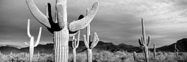 Arizona: Organ Pipe National Monument, Arizona, USA by Panoramic Images