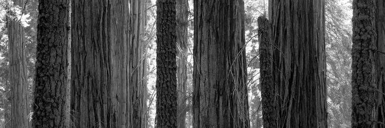 Sequoia Grove Sequoia National Park California USA