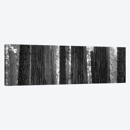 Sequoia Grove Sequoia National Park California USA Canvas Print #PIM15226} by Panoramic Images Art Print