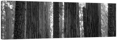 Sequoia Grove Sequoia National Park California USA Canvas Art Print - Sequoia National Park Art