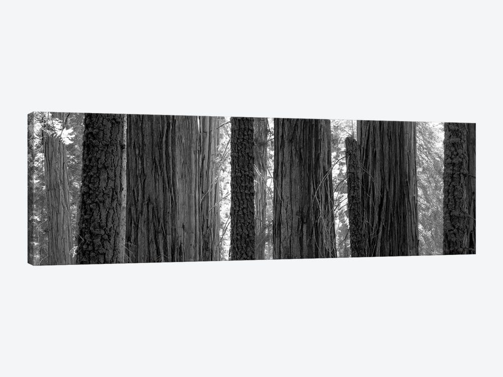 Sequoia Grove Sequoia National Park California USA by Panoramic Images 1-piece Canvas Print