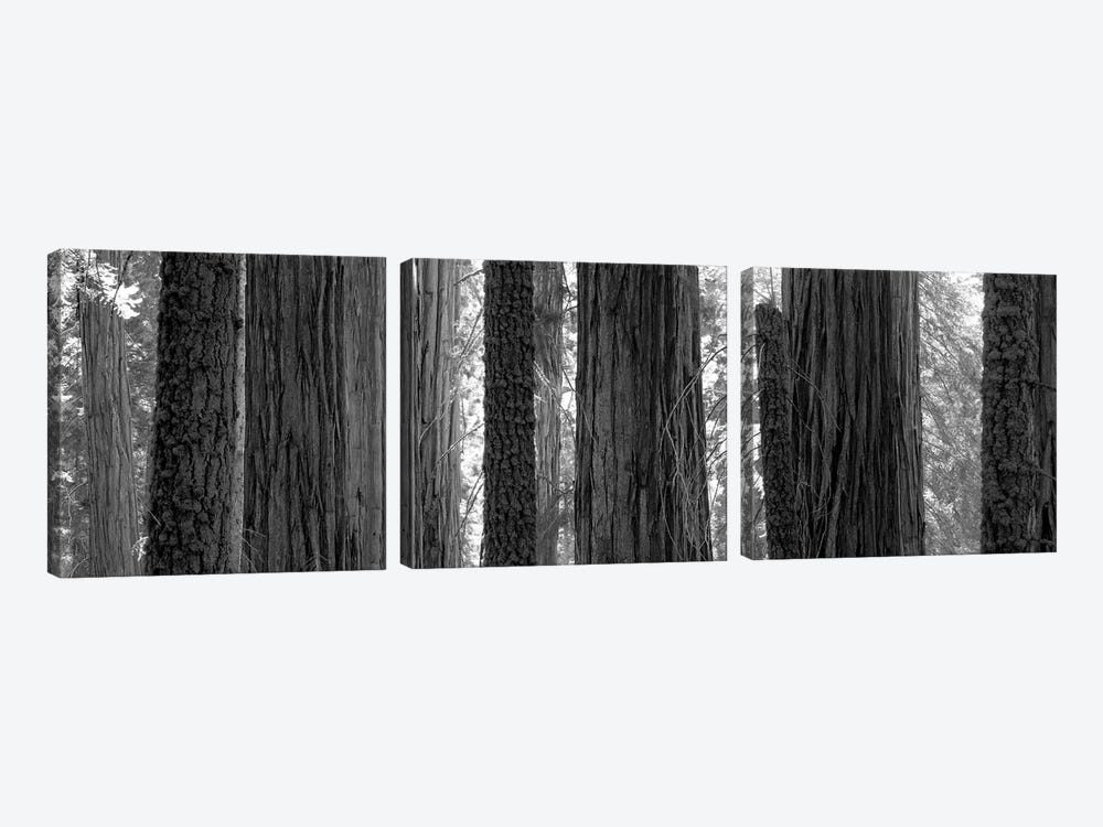 Sequoia Grove Sequoia National Park California USA by Panoramic Images 3-piece Art Print