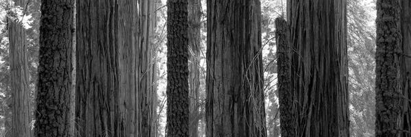 Sequoia Grove Sequoia National Park California USA